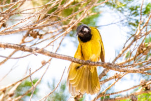 White-eared Honeyeater