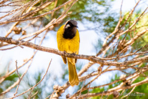 White-eared Honeyeater
