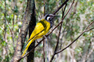 White-eared Honeyeater