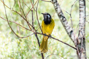 White-eared Honeyeater