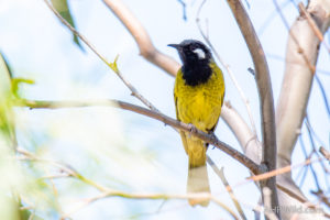 White-eared Honeyeater