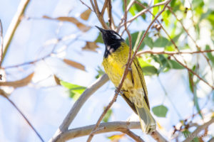 White-eared Honeyeater
