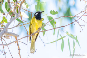 White-eared Honeyeater