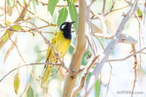 White-eared Honeyeater