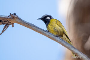 White-eared Honeyeater