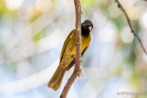 White-eared Honeyeater