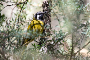 White-eared Honeyeater