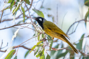 White-eared Honeyeater