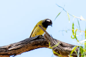 White-eared Honeyeater