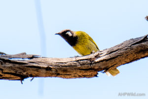 White-eared Honeyeater