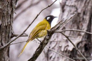 White-eared Honeyeater