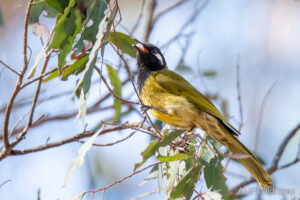 White-eared Honeyeater