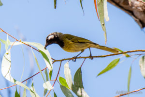 White-eared Honeyeater