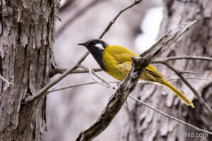 White-eared Honeyeater