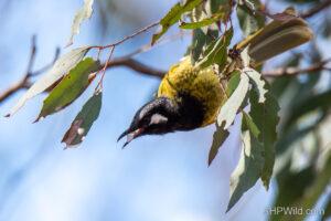 White-eared Honeyeater