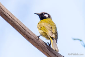 White-eared Honeyeater