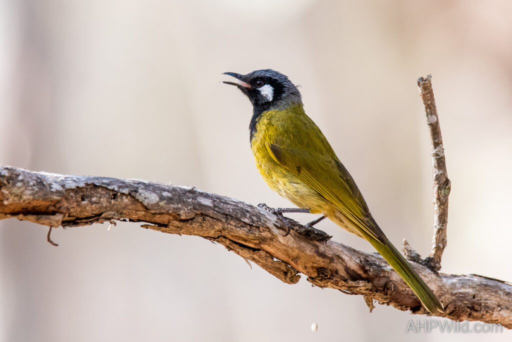 White-eared Honeyeater