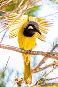 White-eared Honeyeater