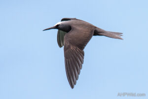Black Noddy