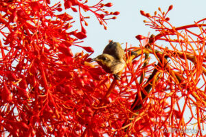 Dusky Honeyeater