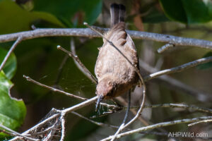 Dusky Honeyeater