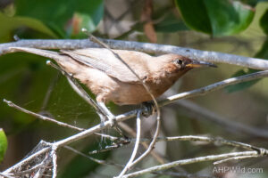 Dusky Honeyeater