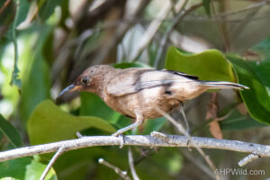 Dusky Honeyeater