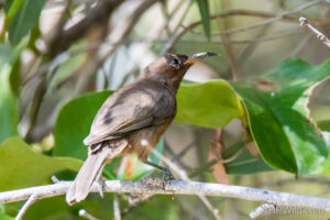 Dusky Honeyeater