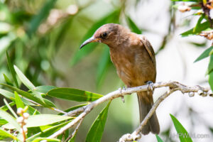 Dusky Honeyeater