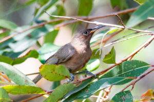 Dusky Honeyeater