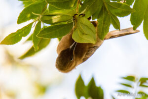 Dusky Honeyeater