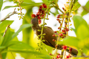 Dusky Honeyeater