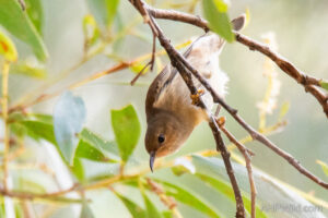 Dusky Honeyeater