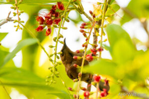 Dusky Honeyeater