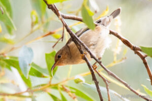 Dusky Honeyeater