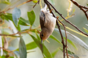 Dusky Honeyeater
