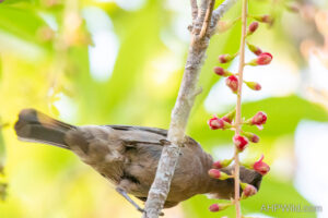 Dusky Honeyeater