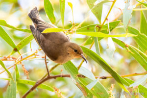 Dusky Honeyeater