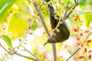 Dusky Honeyeater