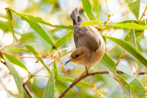 Dusky Honeyeater