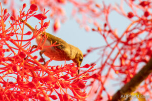 Dusky Honeyeater