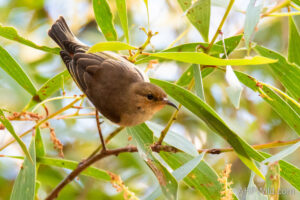 Dusky Honeyeater