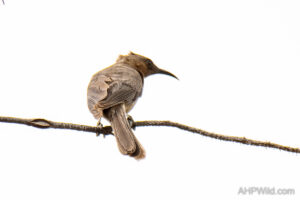 Dusky Honeyeater