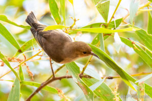 Dusky Honeyeater