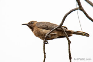 Dusky Honeyeater