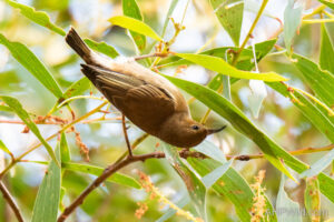 Dusky Honeyeater