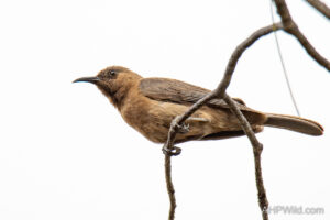 Dusky Honeyeater