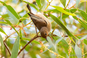 Dusky Honeyeater