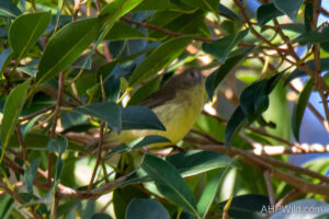 Fairy Gerygone