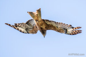 Square-Tailed Kite